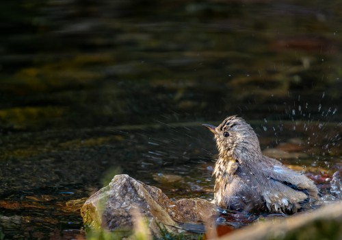 turdus philomelos  grive musicienne 