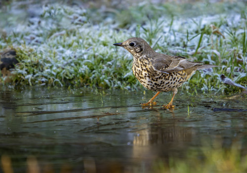 turdus viscivorus  grive draine 