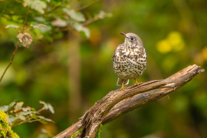 turdus viscivorus grive draine nef dxo deepprime xd2 turdus viscivorus grive draine nef dxo deepprime xd2