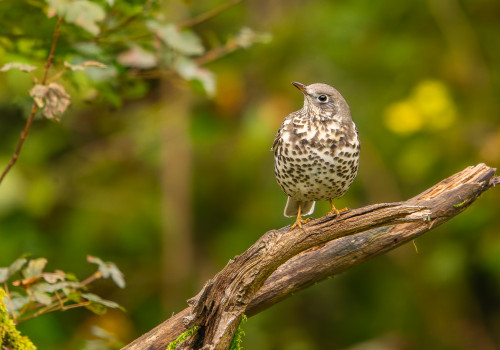 turdus viscivorus  grive draine  nef dxo deepprime xd2