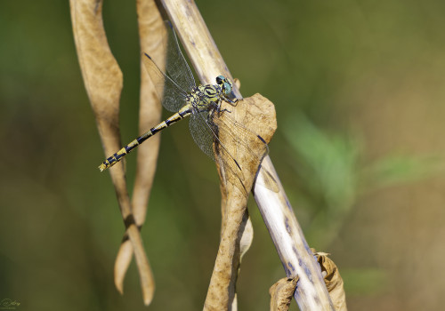 onychogomphus forcipatus gomphe a pinces femelle 11 dxo onychogomphus forcipatus gomphe a pinces femelle 11 dxo