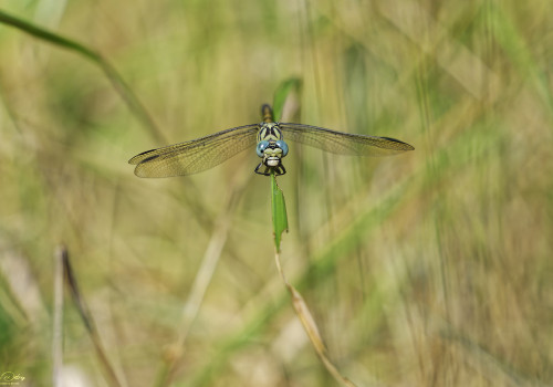 onychogomphus forcipatus gomphe a pinces femelle 13 dxo onychogomphus forcipatus gomphe a pinces femelle 13 dxo
