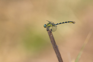 onychogomphus forcipatus gomphe a pinces male onychogomphus forcipatus gomphe a pinces male