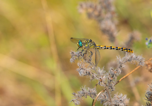 onychogomphus forcipatus  le gomphe a pinces  femelle