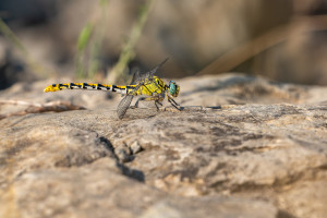 onychogomphus forcipatus le gomphe a pinces femelle onychogomphus forcipatus le gomphe a pinces femelle