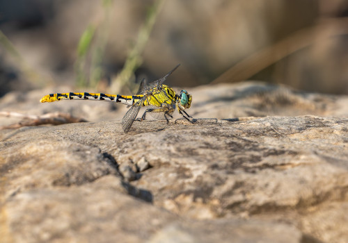 onychogomphus forcipatus  le gomphe a pinces  femelle