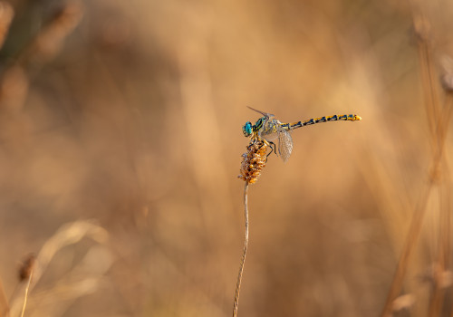 onychogomphus forcipatus  le gomphe a pinces  femelle