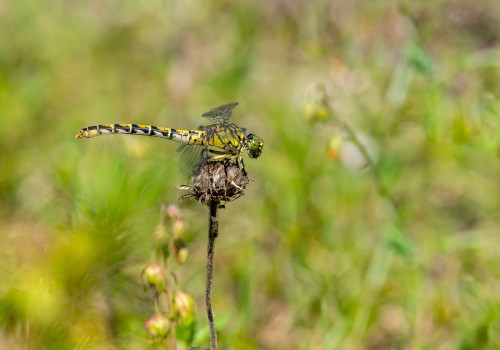 onychogomphus forcipatus  le gomphe a pinces  femelle