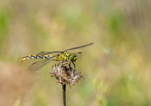 onychogomphus forcipatus  le gomphe a pinces  femelle