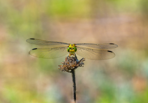 onychogomphus forcipatus  le gomphe a pinces  femelle
