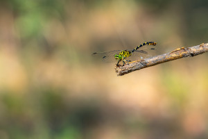 onychogomphus forcipatus le gomphe a pinces male onychogomphus forcipatus le gomphe a pinces male