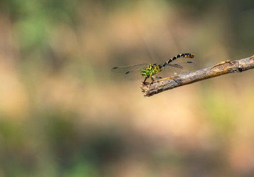 onychogomphus forcipatus  le gomphe a pinces  male