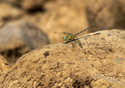 onychogomphus forcipatus  le gomphe a pinces  male