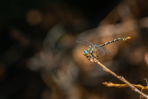 onychogomphus forcipatus le gomphe a pinces male onychogomphus forcipatus le gomphe a pinces male