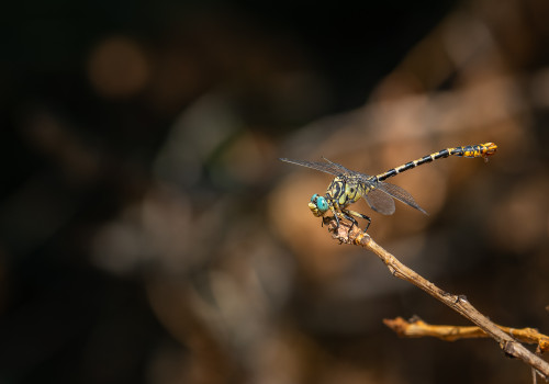 onychogomphus forcipatus  le gomphe a pinces  male