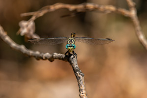 onychogomphus forcipatus le gomphe a pinces male onychogomphus forcipatus le gomphe a pinces male