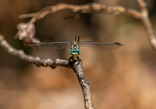 onychogomphus forcipatus  le gomphe a pinces  male