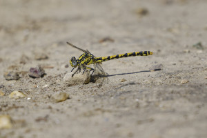 onychogomphus uncatus gomphe a crochets femelle 11 dxo onychogomphus uncatus gomphe a crochets femelle 11 dxo