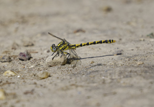 onychogomphus uncatus gomphe a crochets femelle 11 dxo onychogomphus uncatus gomphe a crochets femelle 11 dxo