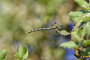 onychogomphus uncatus gomphe a crochets femelle 11 dxo onychogomphus uncatus gomphe a crochets femelle 11 dxo