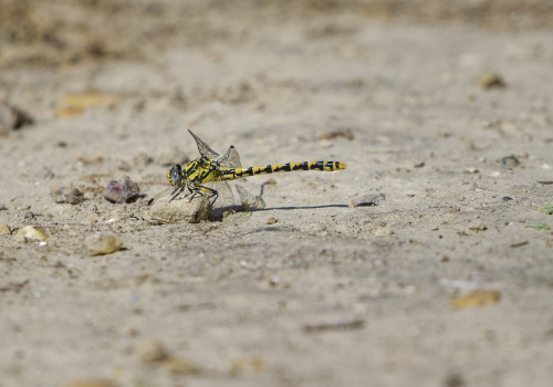 onychogomphus uncatus gomphe a crochets femelle 13 dxo onychogomphus uncatus gomphe a crochets femelle 13 dxo
