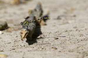 onychogomphus uncatus gomphe a crochets male 10 dxo onychogomphus uncatus gomphe a crochets male 10 dxo