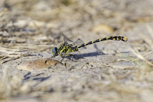onychogomphus uncatus gomphe a crochets male 12 dxo onychogomphus uncatus gomphe a crochets male 12 dxo