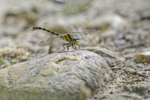 onychogomphus uncatus gomphe a crochets male 13 dxo onychogomphus uncatus gomphe a crochets male 13 dxo