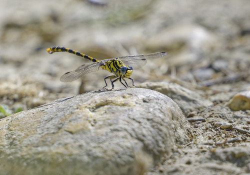 onychogomphus uncatus gomphe a crochets male 13 dxo onychogomphus uncatus gomphe a crochets male 13 dxo