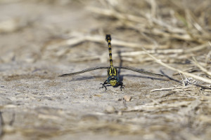 onychogomphus uncatus gomphe a crochets male 13 dxo onychogomphus uncatus gomphe a crochets male 13 dxo