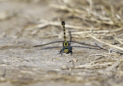 onychogomphus uncatus gomphe a crochets male 13 dxo onychogomphus uncatus gomphe a crochets male 13 dxo