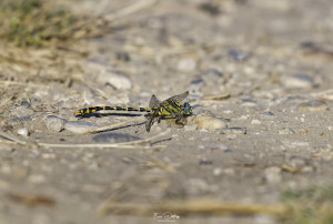onychogomphus uncatus gomphe a crochets male 17 dxo onychogomphus uncatus gomphe a crochets male 17 dxo