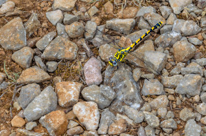 onychogomphus uncatus le gomphe a crochets femelle onychogomphus uncatus le gomphe a crochets femelle