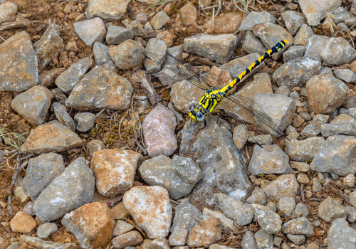 onychogomphus uncatus  le gomphe a crochets  femelle