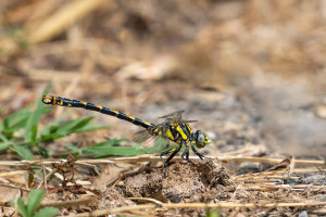 onychogomphus uncatus le gomphe a crochets male onychogomphus uncatus le gomphe a crochets male