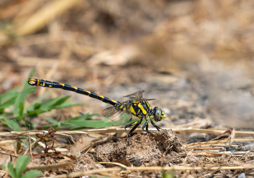 onychogomphus uncatus  le gomphe a crochets  male