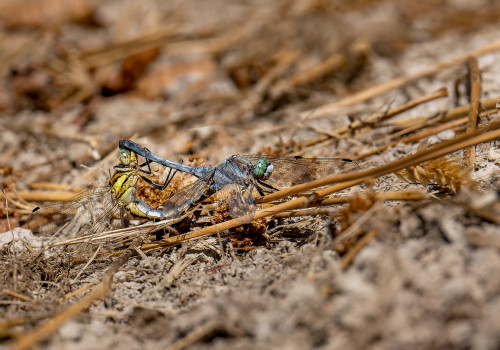 orthetrum albistylum  l orthetrum a stylets blancs  couple 1