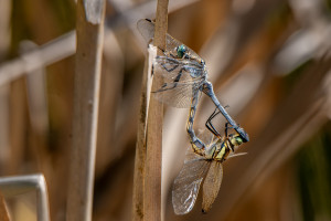 orthetrum albistylum l orthetrum a stylets blancs couple orthetrum albistylum l orthetrum a stylets blancs couple