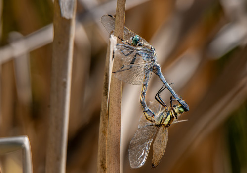 orthetrum albistylum  l orthetrum a stylets blancs  couple
