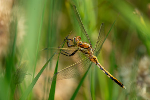 orthetrum albistylum orthetrum a stylets blancs femelle orthetrum albistylum orthetrum a stylets blancs femelle