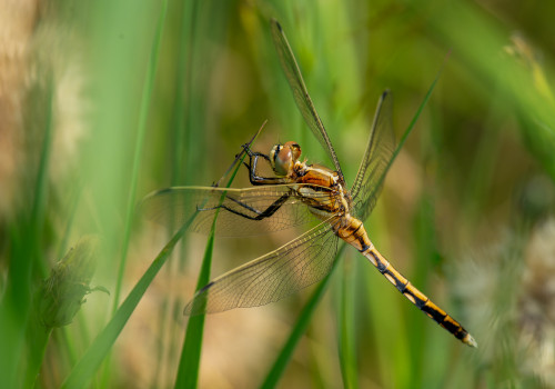 orthetrum albistylum  orthetrum a stylets blancs  femelle