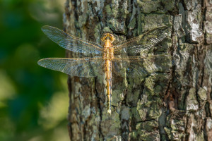 orthetrum albistylum orthetrum a stylets blancs femelle orthetrum albistylum orthetrum a stylets blancs femelle