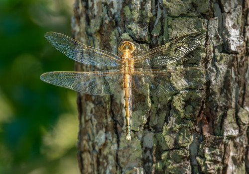 orthetrum albistylum  orthetrum a stylets blancs  femelle