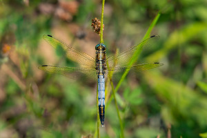 orthetrum albistylum orthetrum a stylets blancs male 10 orthetrum albistylum orthetrum a stylets blancs male 10