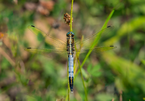orthetrum albistylum  orthetrum a stylets blancs  male 10
