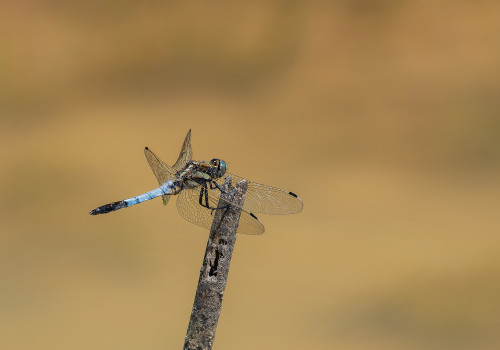 orthetrum albistylum  orthetrum a stylets blancs  male