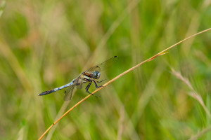 orthetrum albistylum orthetrum a stylets blancs male orthetrum albistylum orthetrum a stylets blancs male