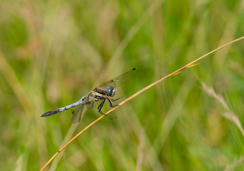 orthetrum albistylum  orthetrum a stylets blancs  male