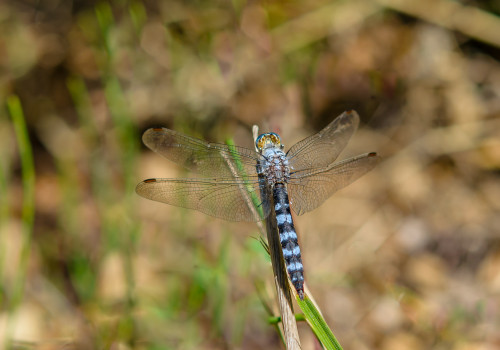 orthetrum brunneum  orthetrum brun 