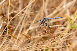 orthetrum brunneum orthetrum brun orthetrum brunneum orthetrum brun